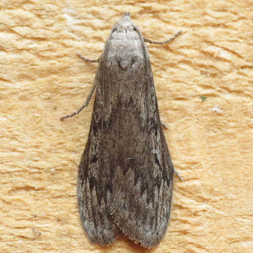 Terrenella Bee Moth, Adulte