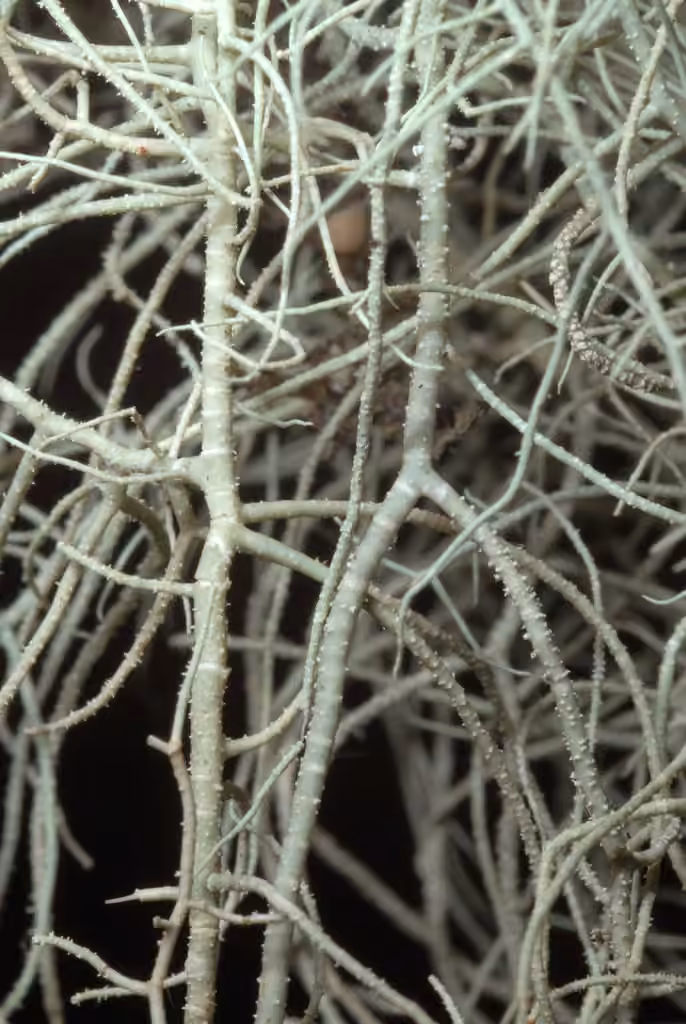 Beard Lichen, photo 3 of 5