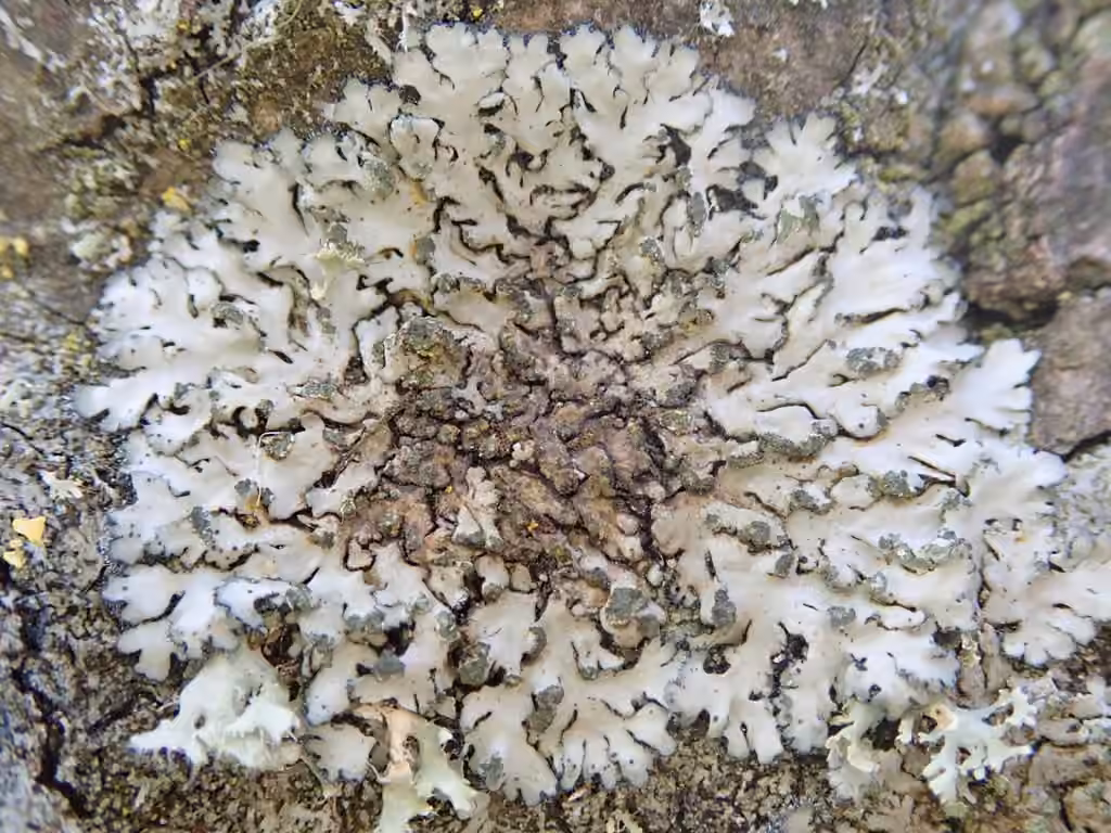 Phéophyscie orbiculaire