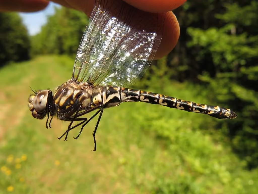 Harlequin Darner, Female