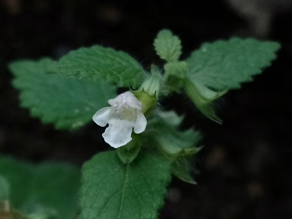 Common balm, In flower