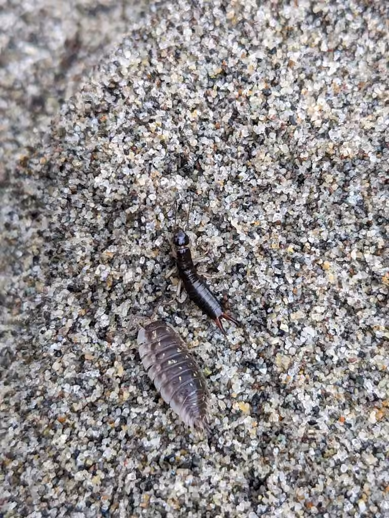Maritime Earwig, Nymph