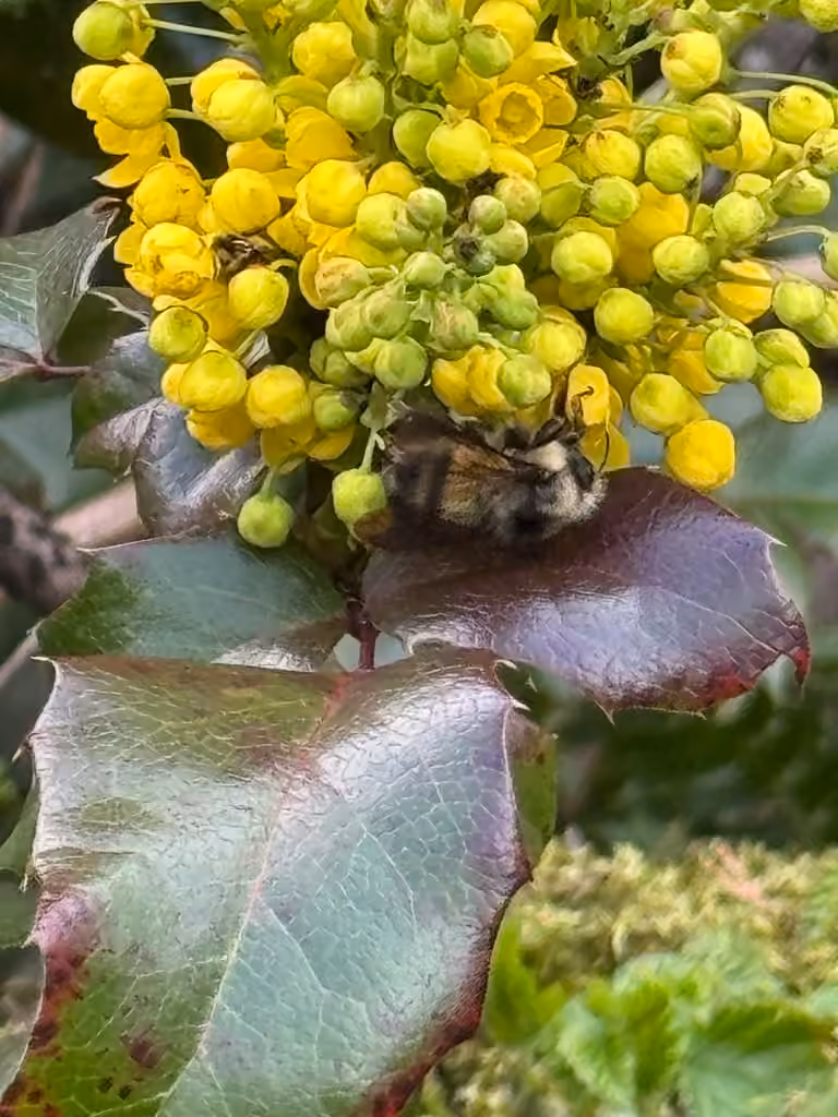 Bourdon à front jaune, Femelle