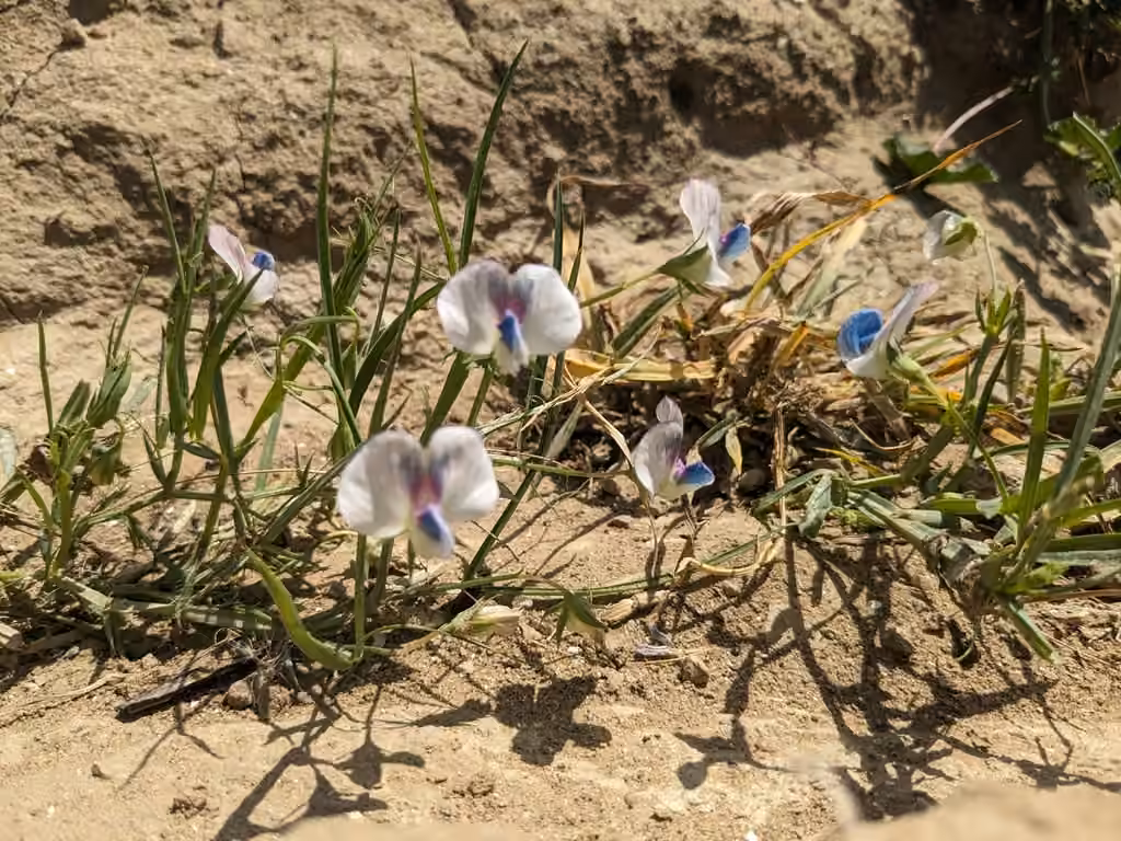 Gesse cultivée, En fleurs