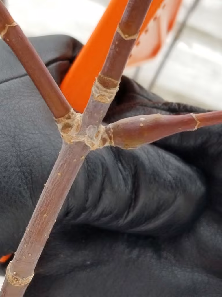 Boxelder Twig Borer Moth