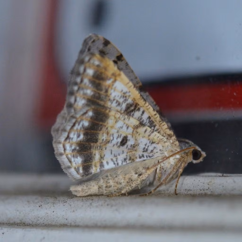 Faint-spotted Angle, photo 3 of 5