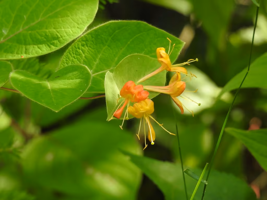 Hairy honeysuckle, photo 1 of 5