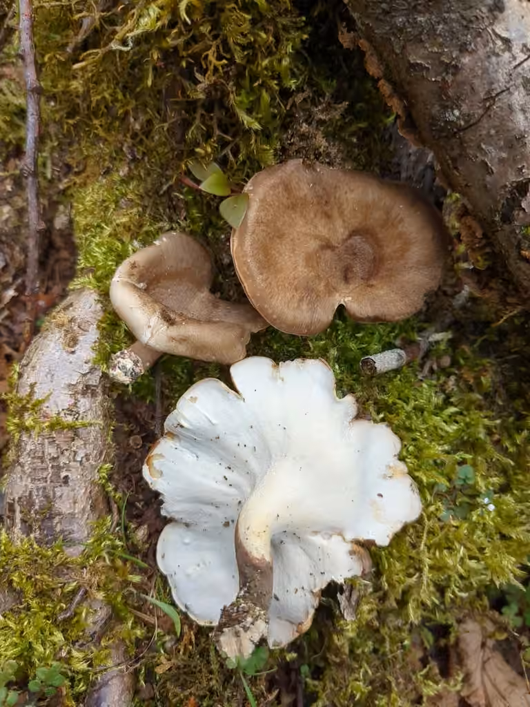 Picipes tubaeformis, photo 3 sur 5