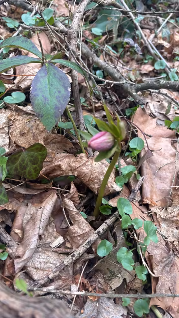 Lenten-rose, Flower buds