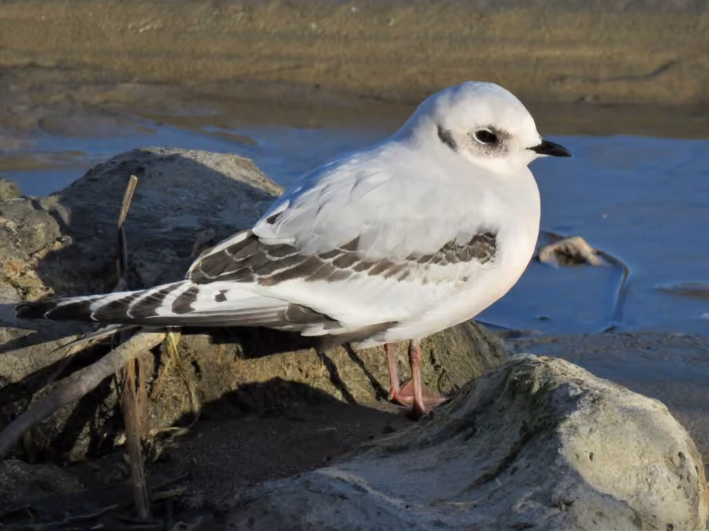 Mouette rosée, Juvénile