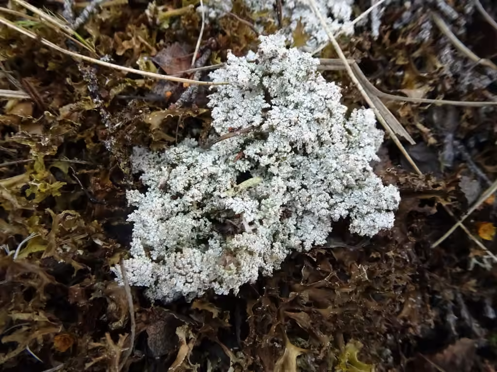 Alpine Foam Lichen, photo 3 of 5