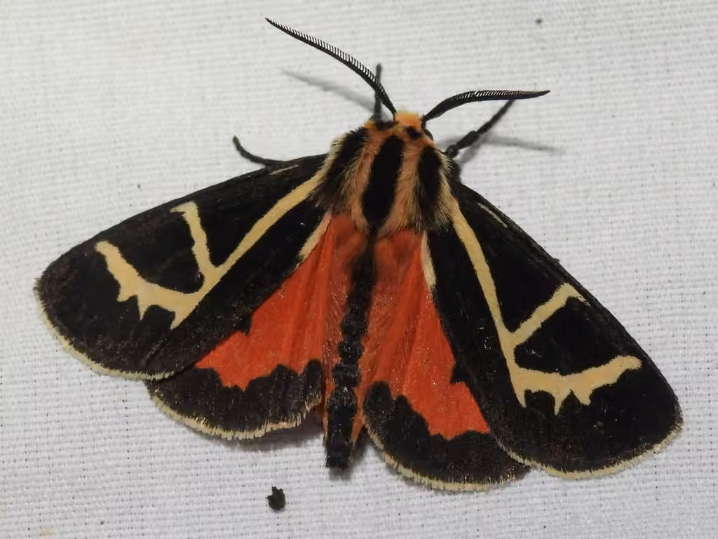 Figured Tiger Moth, Adulte