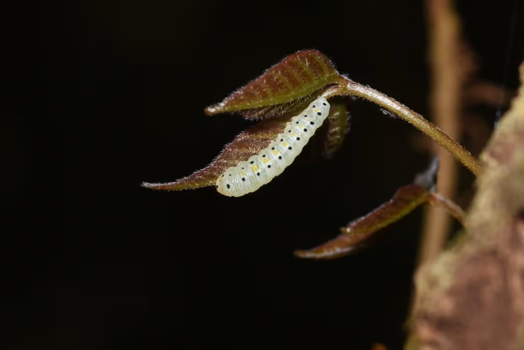 Light Marathyssa Moth, Chenille