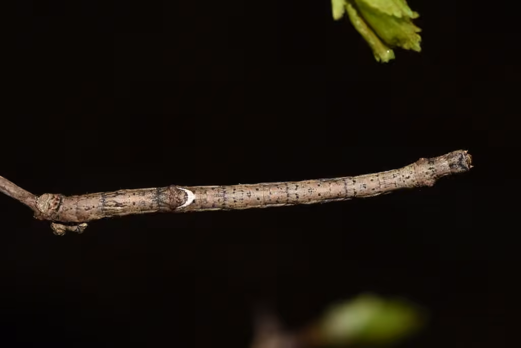 Large Maple Spanworm Moth, Chenille