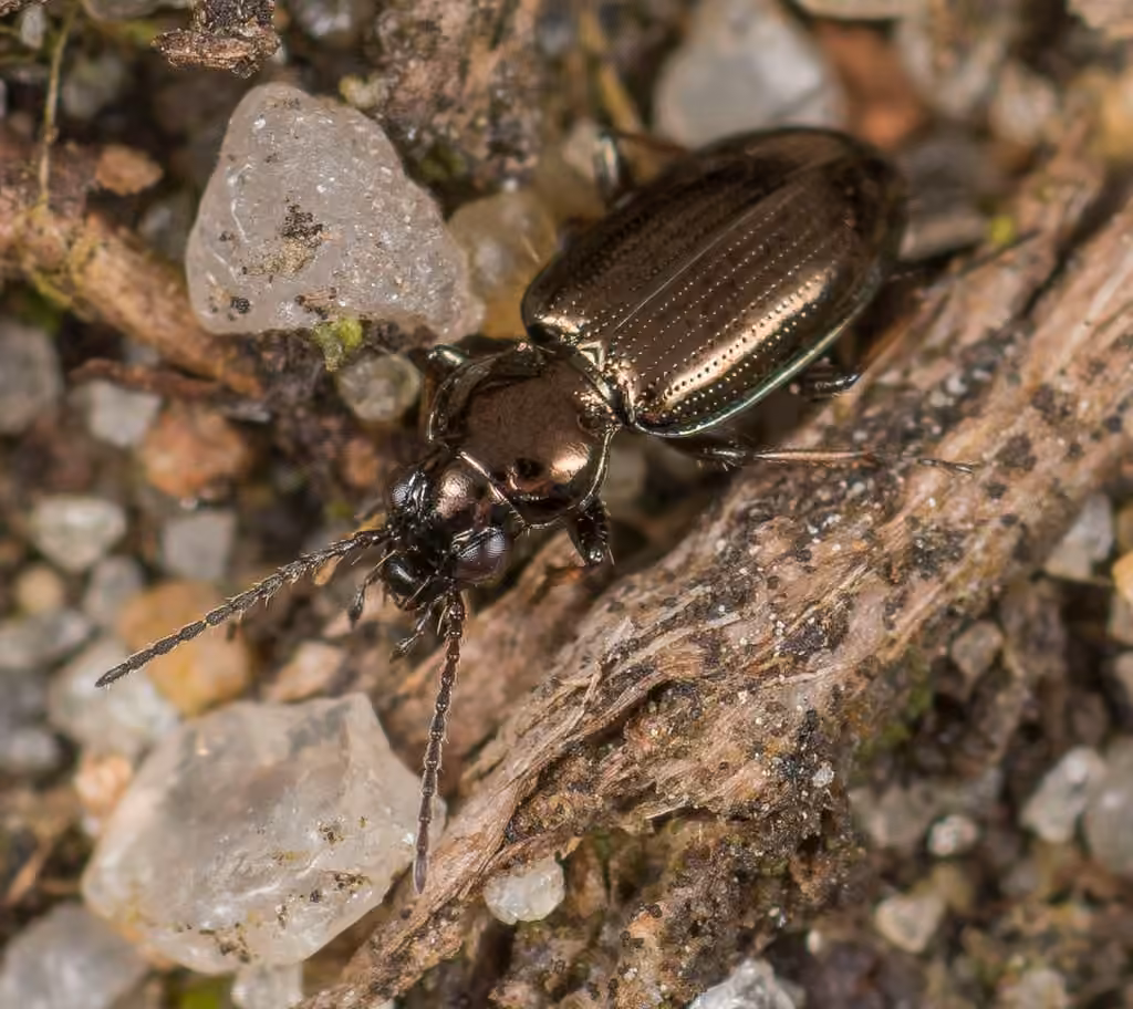 Hastings riverbank ground beetle, photo 3 of 5