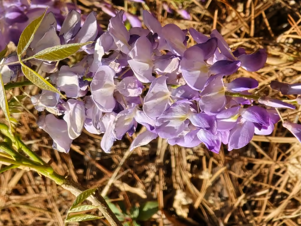 Chinese wisteria, Flower buds