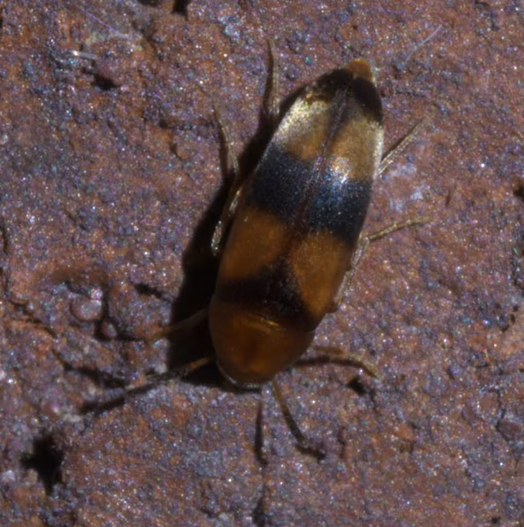 Three-banded False Flower Beetle, photo 2 of 5