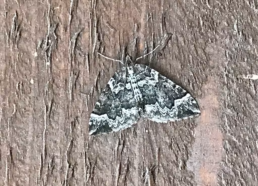 Variable Eulithis, Adult