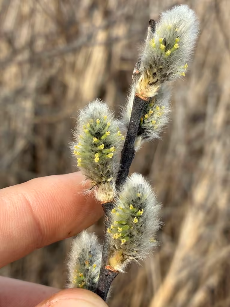 Pussy willow, In flower