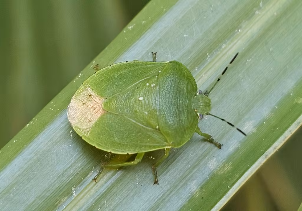Chinavia pensylvanica, photo 3 sur 5