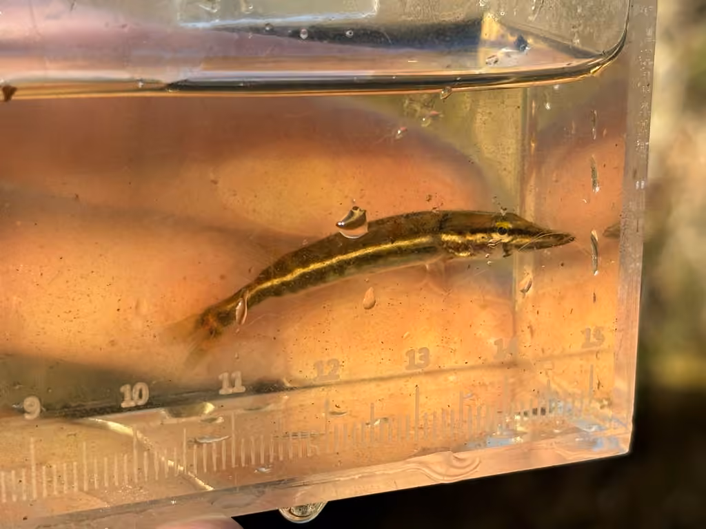 American Pickerel, Juvenile