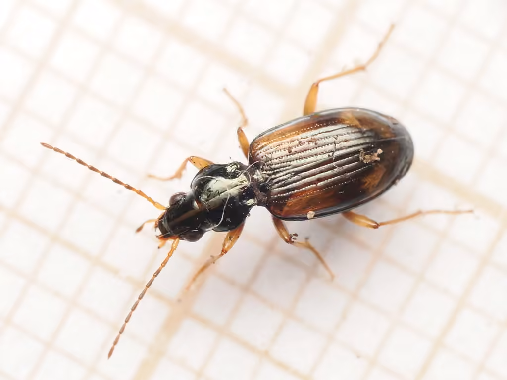 Bembidion à quatres taches, Femelle