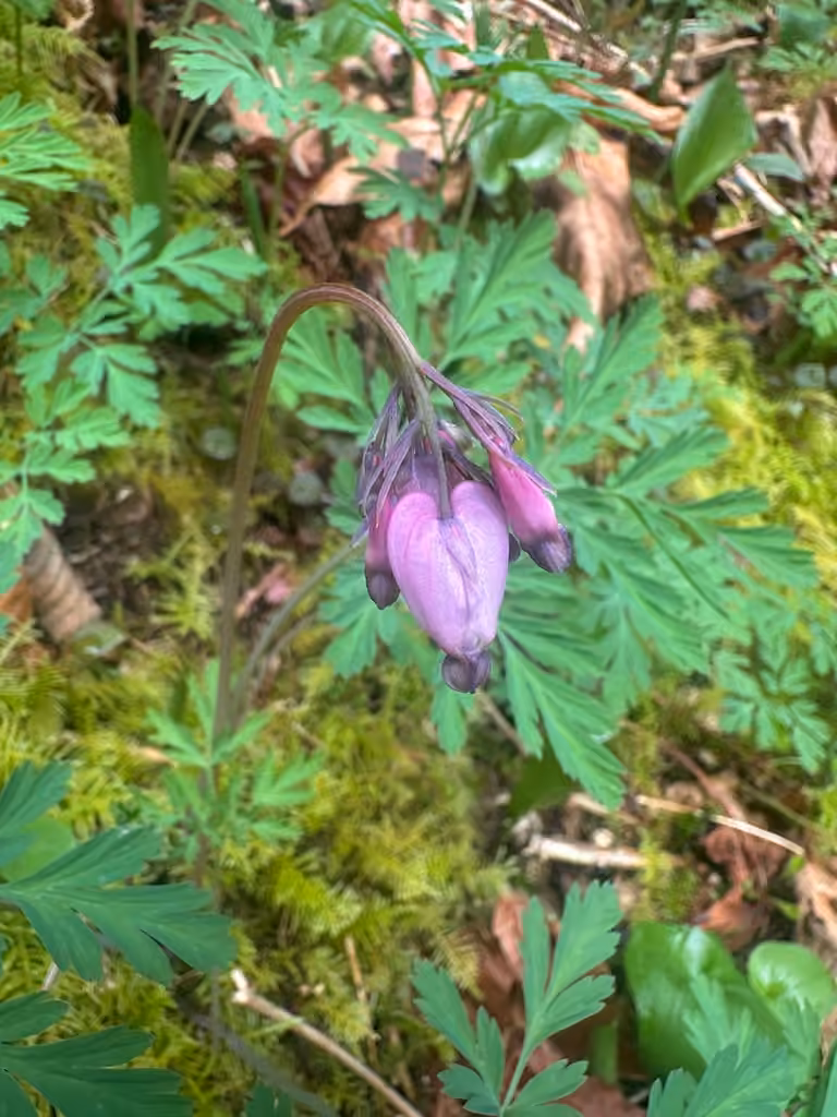 Dicentre à belles fleurs, En boutons