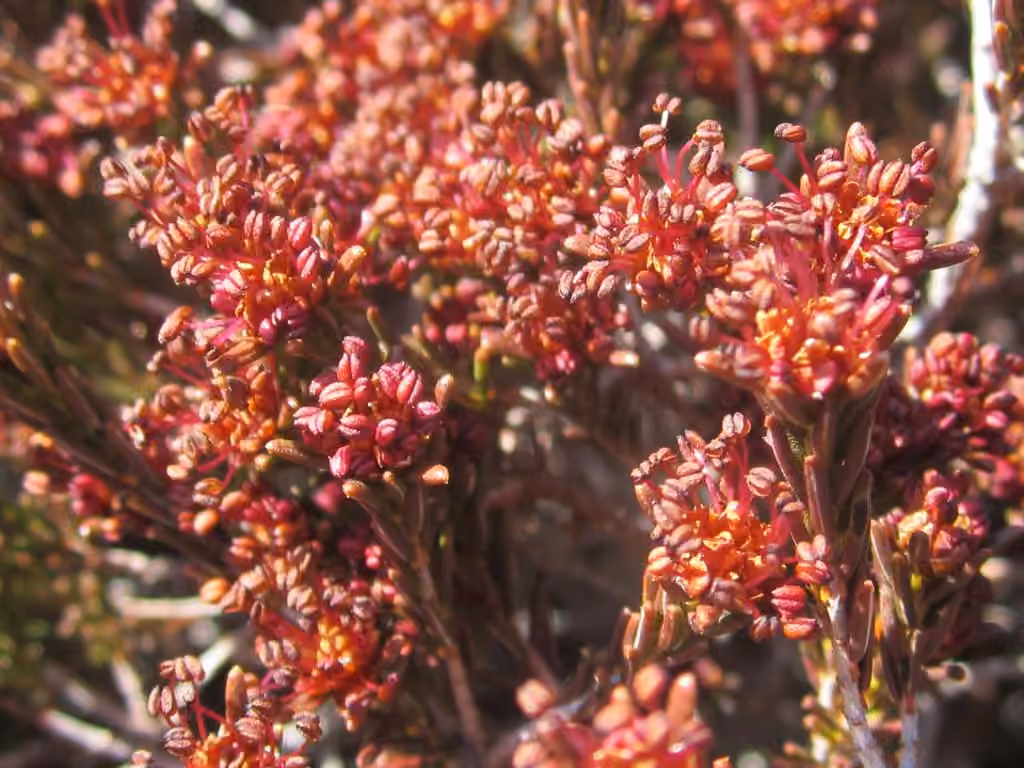 Broom-crowberry, In flower