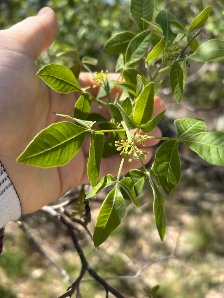 Ptéléa trifolié, En fleurs