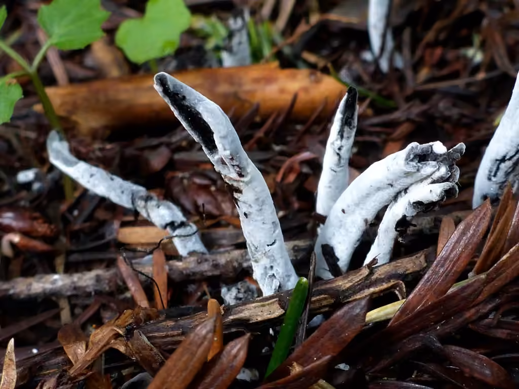 Hypomyces papulasporae, photo 2 sur 5
