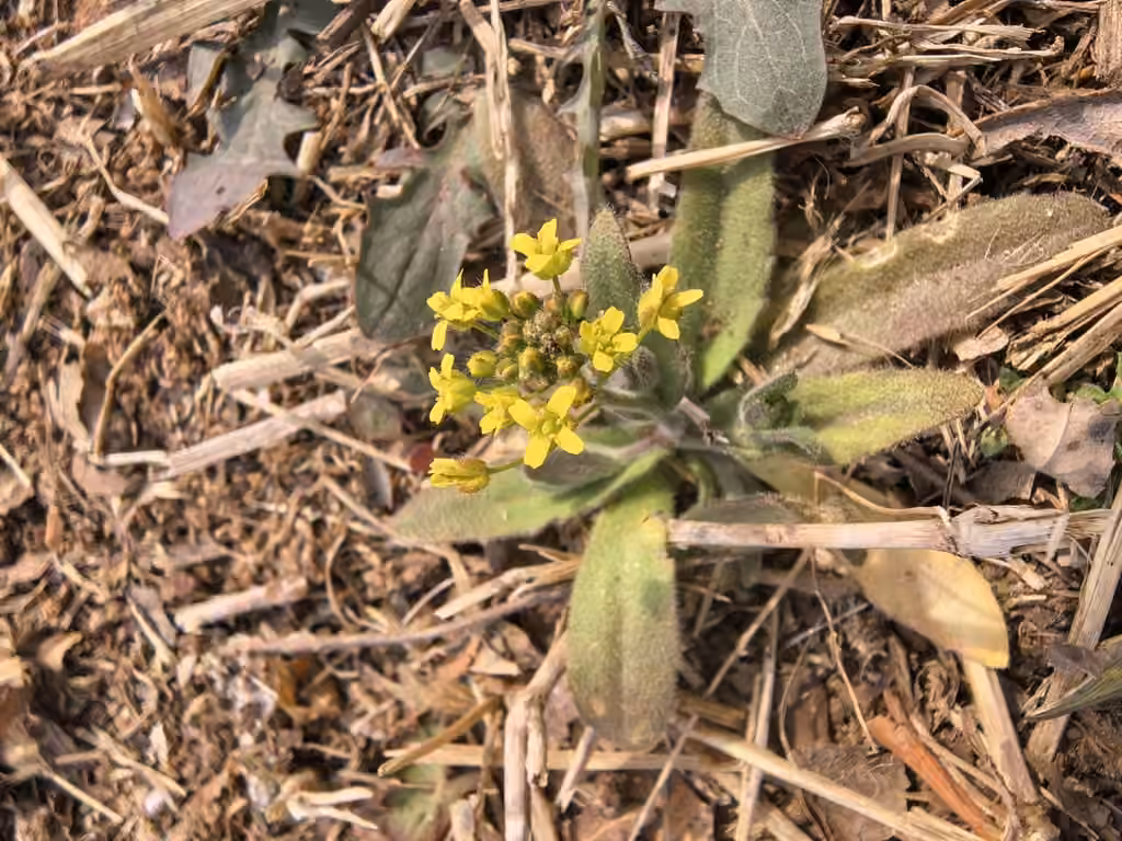 Woodland draba, Flower buds