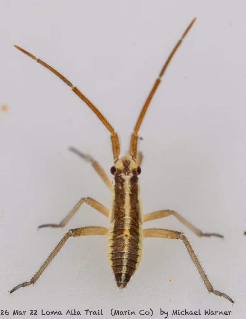 Leptopterna amoena, Nymphe