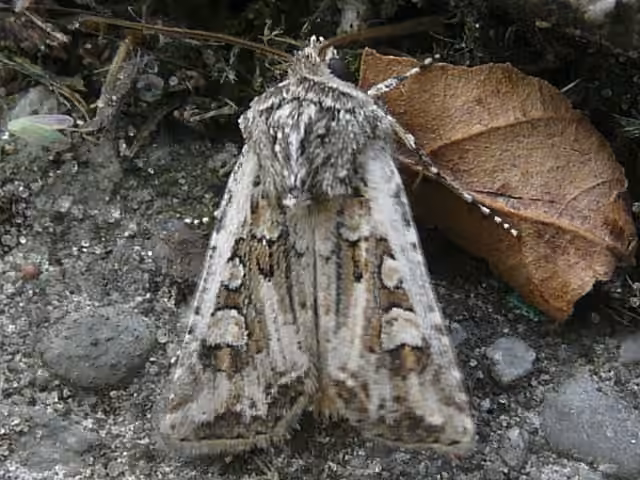 Ver-gris arénicole, photo 1 sur 5