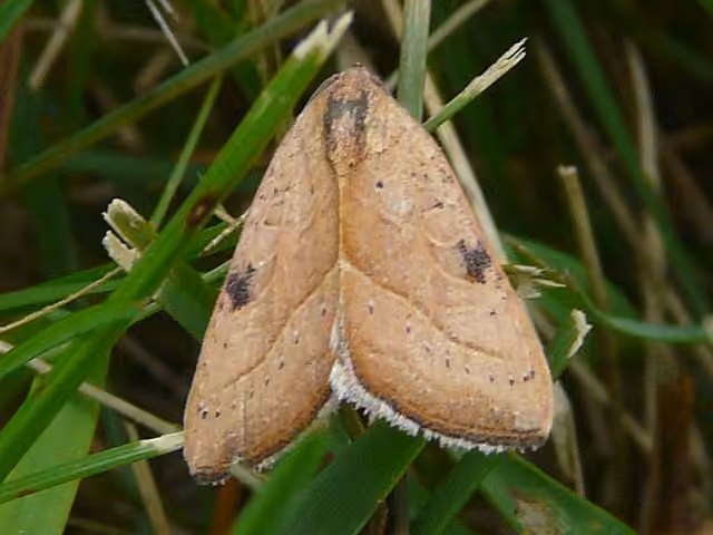 Wedgling Moth, photo 1 of 5