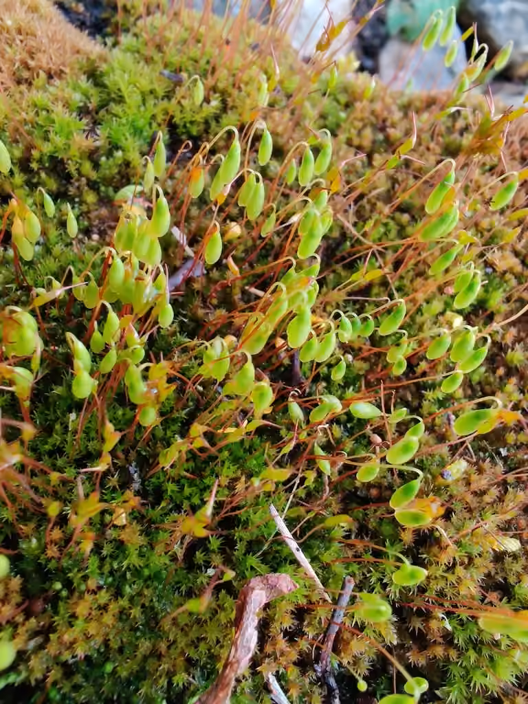 Bryum archange