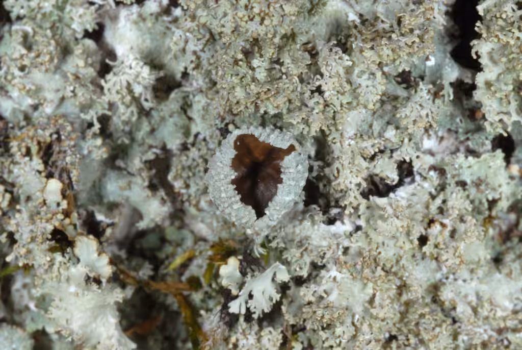 Appalachian Speckleback Lichen