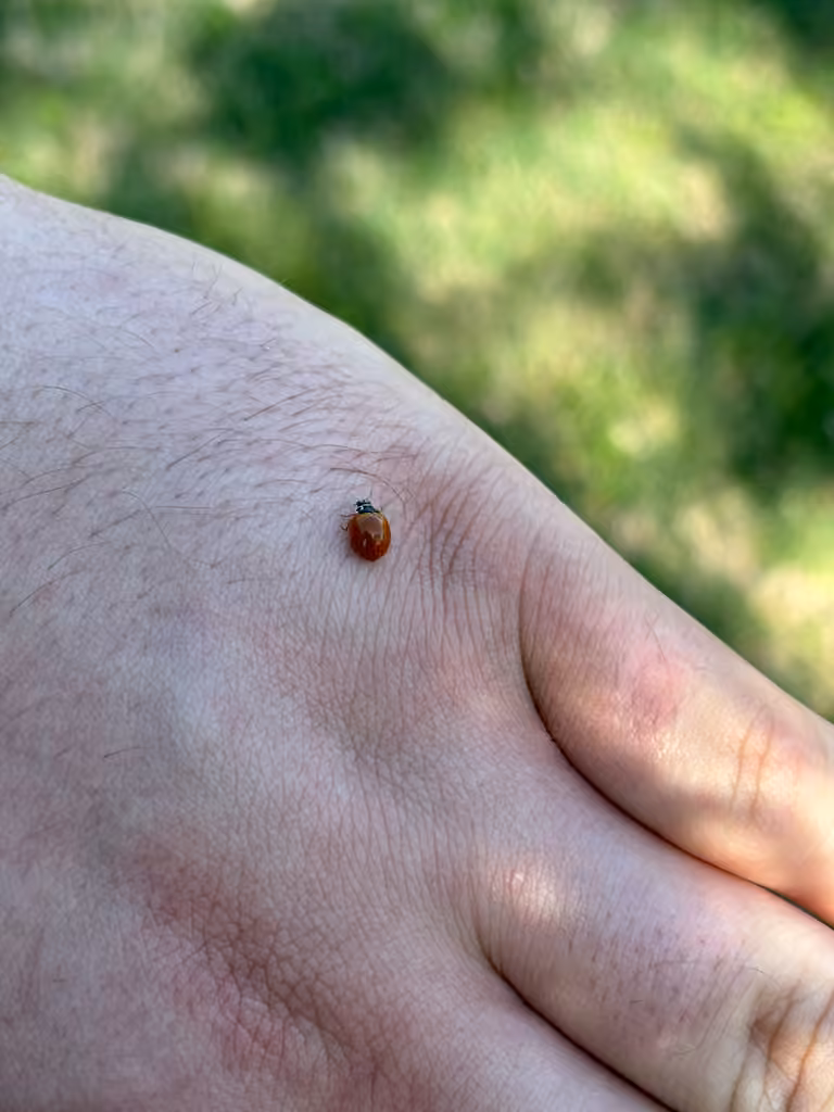 Polished Lady Beetle, Female