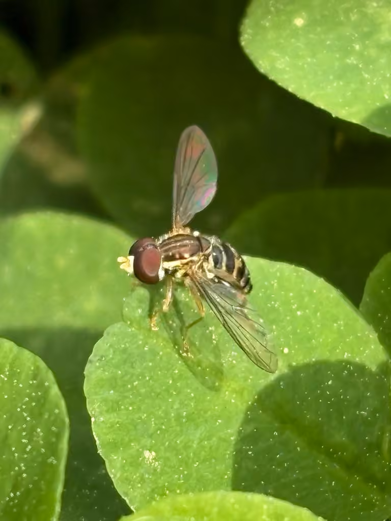 Syrphe double, Mâle