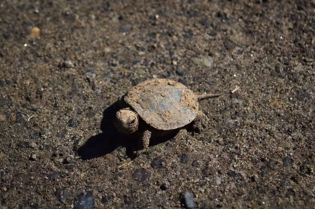 Tortue peinte, Juvénile