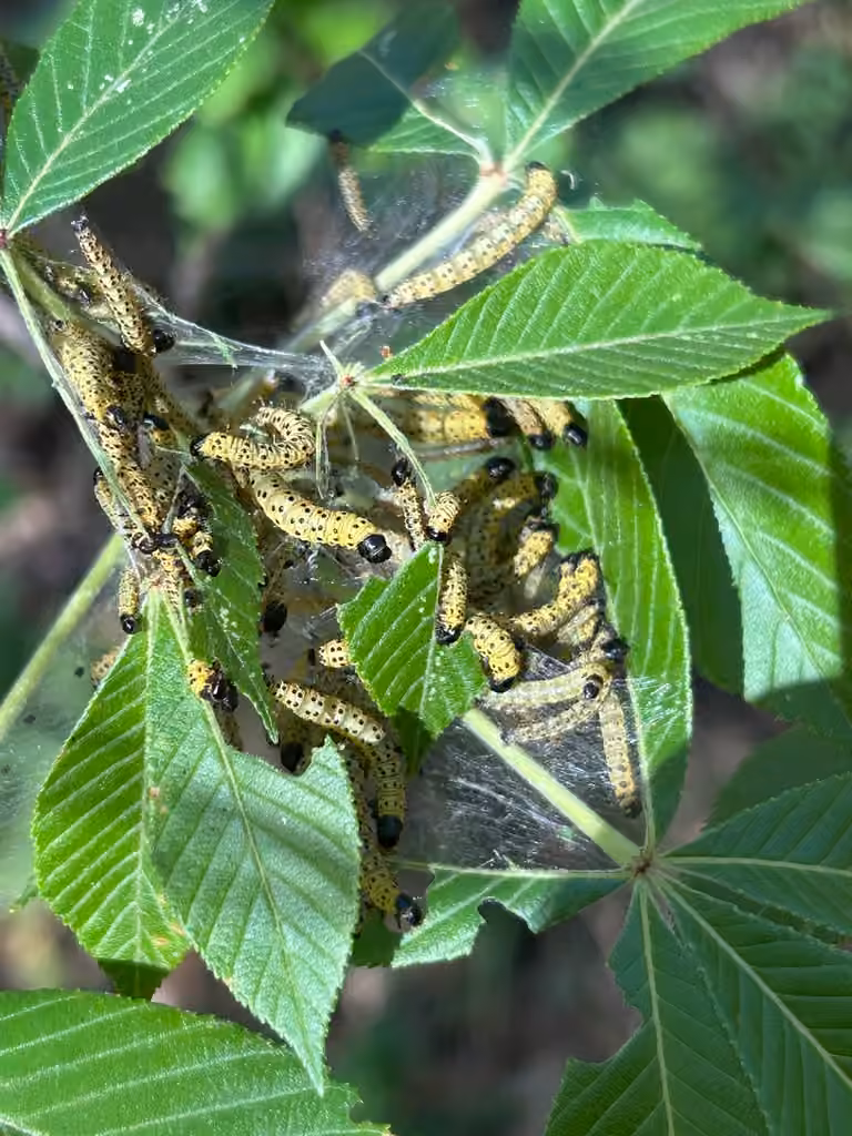 Southern Ugly-nest Caterpillar Moth, Chenille