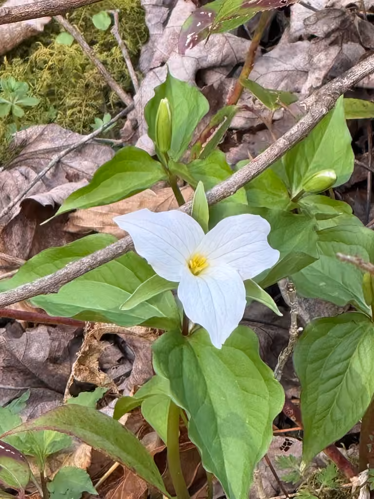 Great white trillium, Flower buds