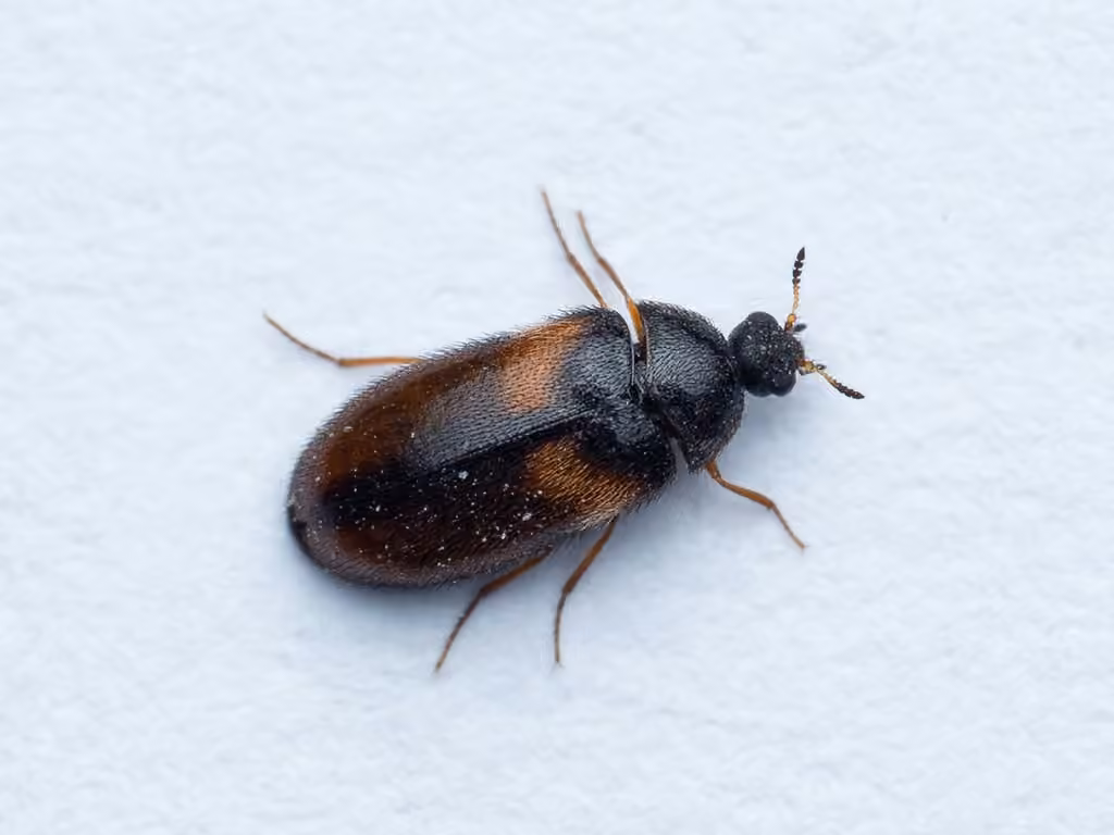 Undertaker Carpet Beetle, photo 1 of 5