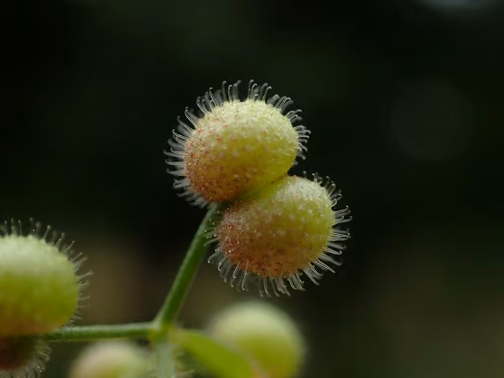 Cleavers, In fruit