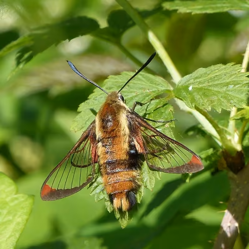 Diervilla Clearwing