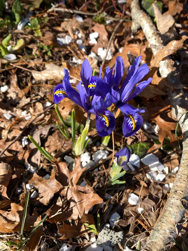 Iris réticulé, En fleurs