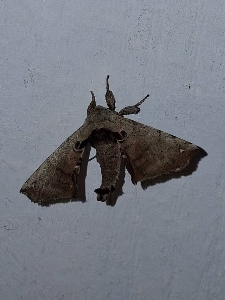 Spotted Apatelodes Moth, Mâle