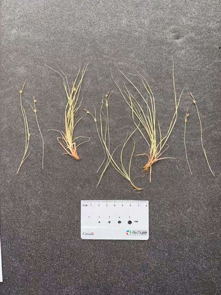 New England sedge, In fruit