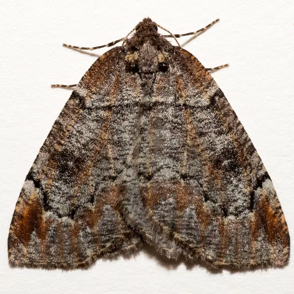 Spodolepis substriataria, photo 3 sur 5