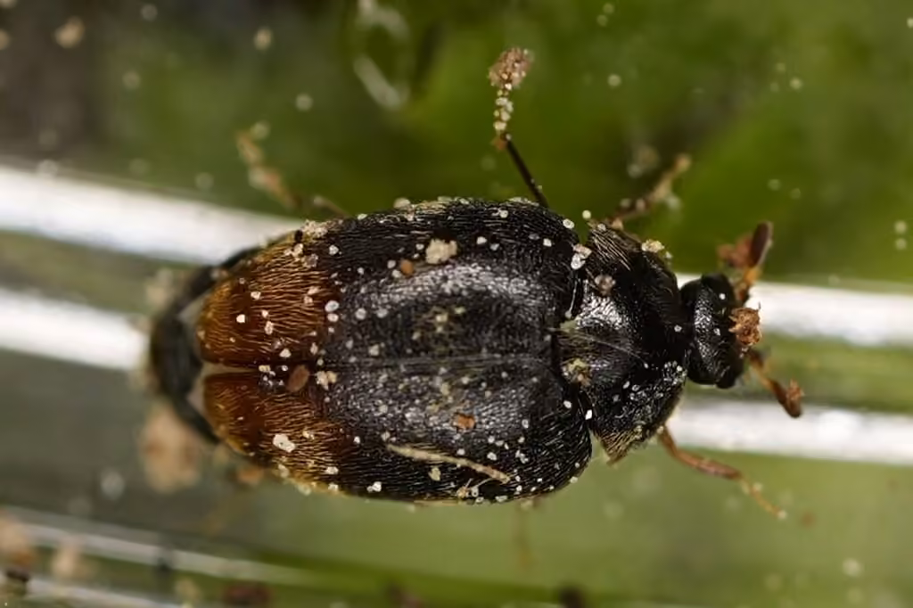 Blood-red Carpet Beetle, Adult