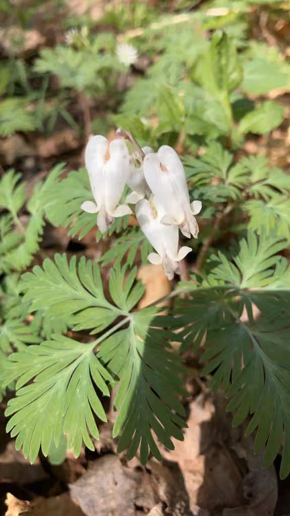 Squirrel corn, In flower